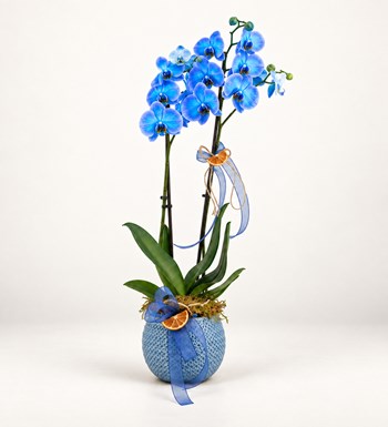 Çift Dallı Mavi Orkide Tasarımı