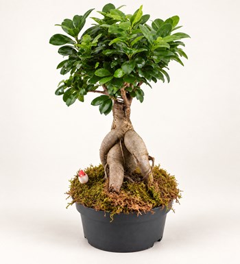 Ficus Bonsai Orta Boy