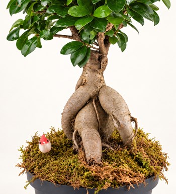 Ficus Bonsai Orta Boy yaprak, gövde ve saksı detay görünümü