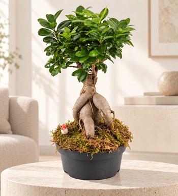 Ficus Bonsai Orta Boy yaşam alanında gerçekçi boyut görünümü