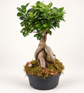 Ficus Bonsai Orta Boy