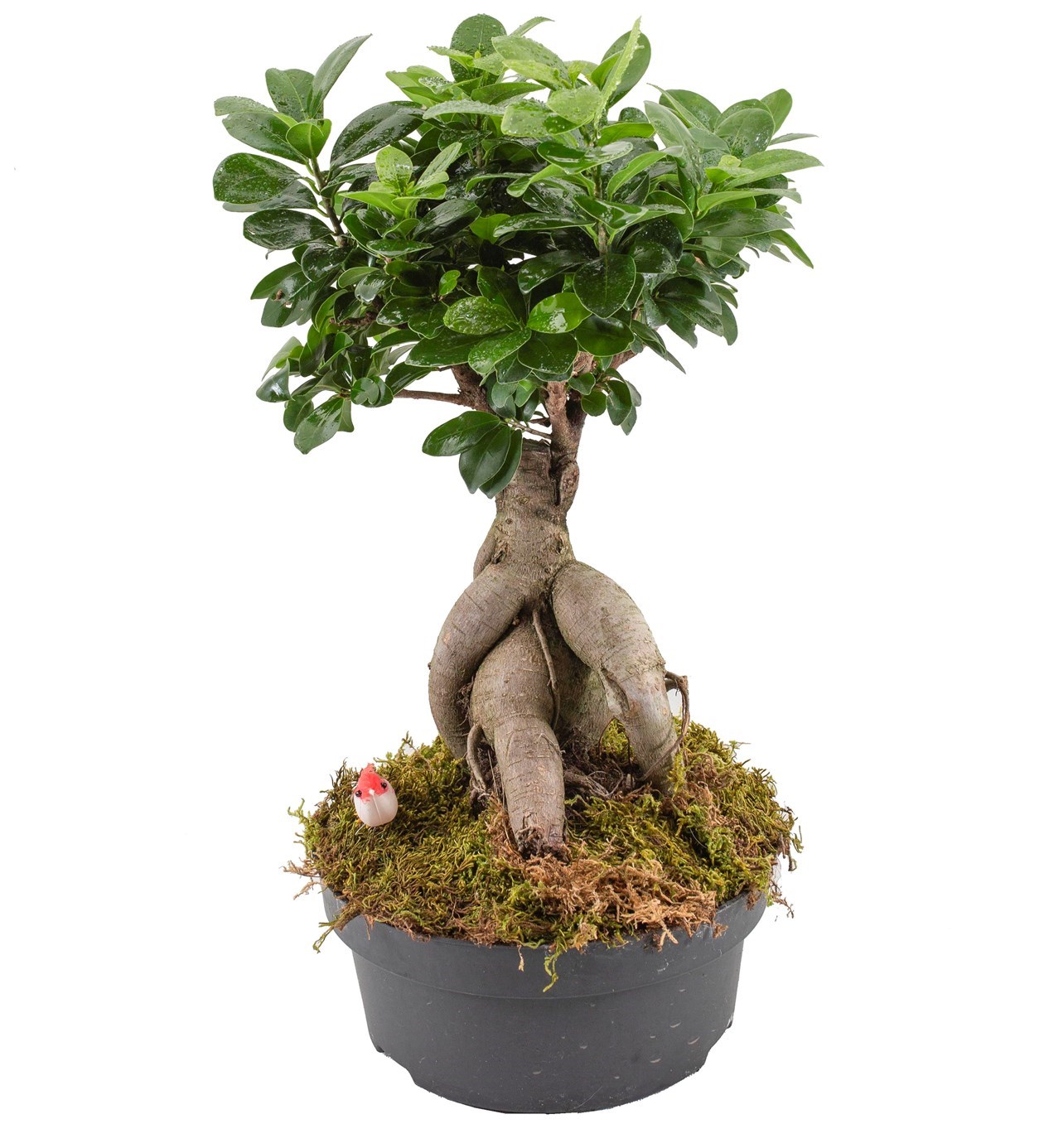 Ficus Bonsai Orta Boy özgün ürün görünümü