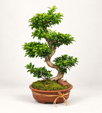Ficus Bonsai 100 cm
