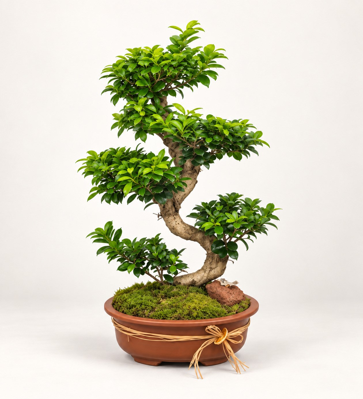 Ficus Bonsai 100 cm hafif yan açı ürün görünümü