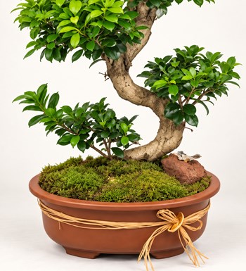 Ficus Bonsai 100 cm yaprak, gövde ve saksı detay görünümü