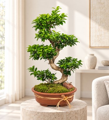 Ficus Bonsai 100 cm yaşam alanında gerçekçi boyut görünümü