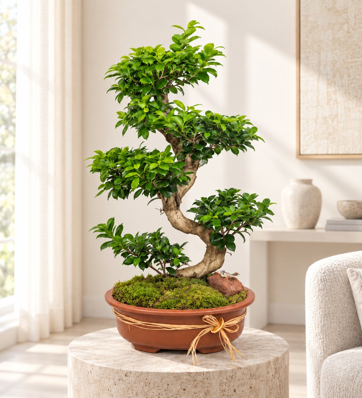 Ficus Bonsai 100 cm yaşam alanında gerçekçi boyut görünümü