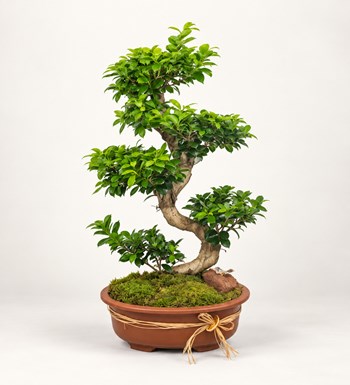 Ficus Bonsai 100 cm