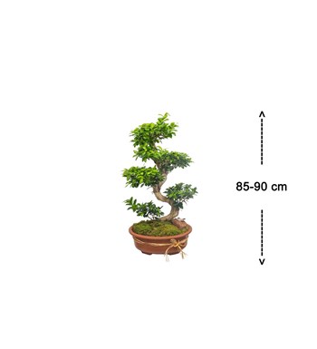 Ficus Bonsai 100 cm özgün ürün görünümü
