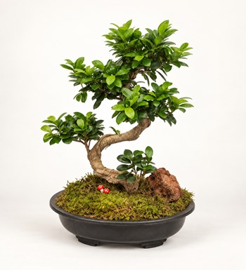 Ficus Bonsai 50 - 60 cm