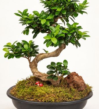 Ficus Bonsai 50 - 60 cm yaprak, gövde ve saksı detay görünümü