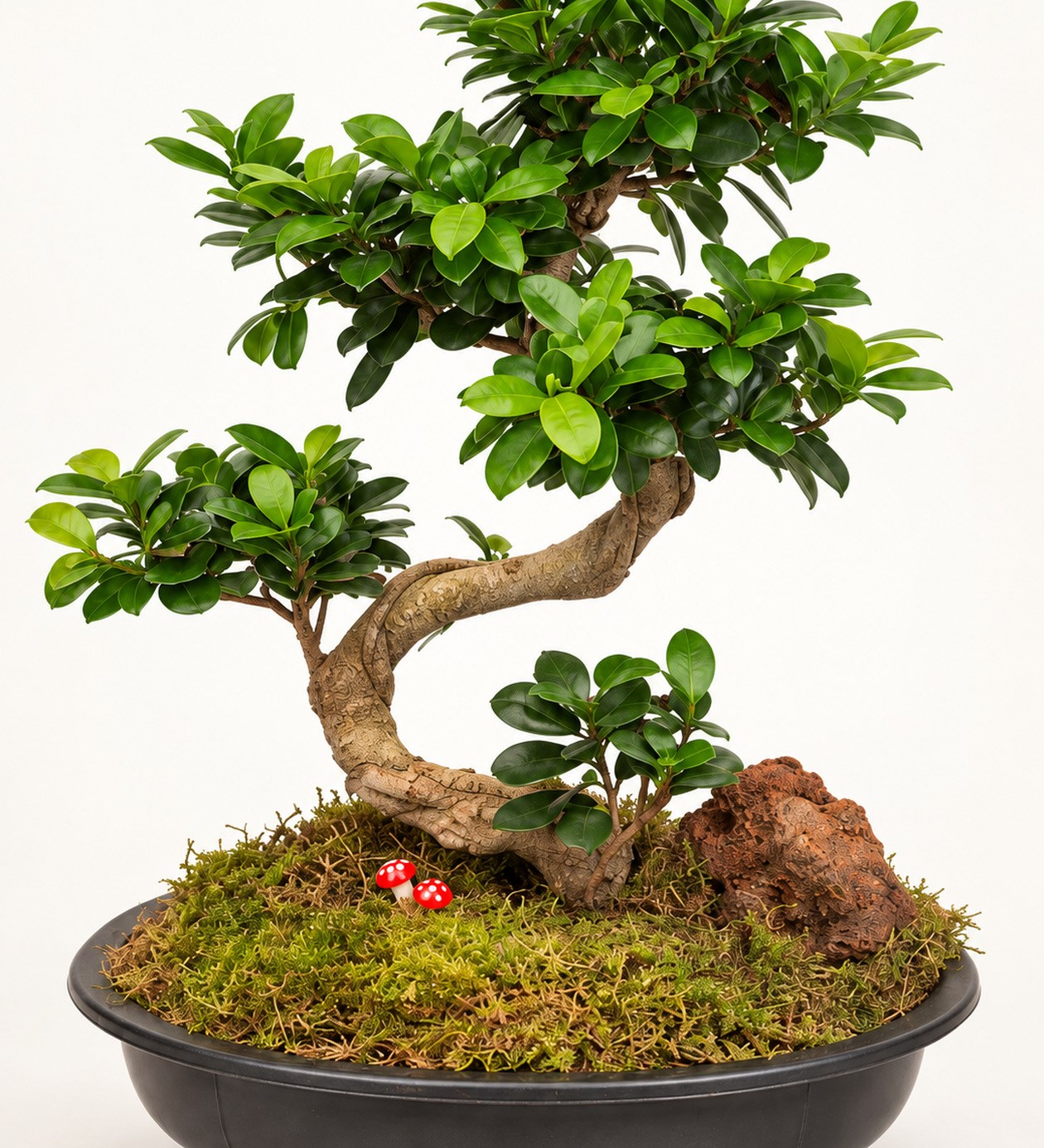Ficus Bonsai 50 - 60 cm yaprak, gövde ve saksı detay görünümü