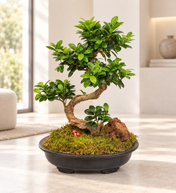 Ficus Bonsai 50 - 60 cm yaşam alanında gerçekçi boyut görünümü