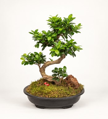 Ficus Bonsai 50 - 60 cm