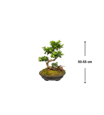 Ficus Bonsai 50 - 60 cm özgün ürün görünümü