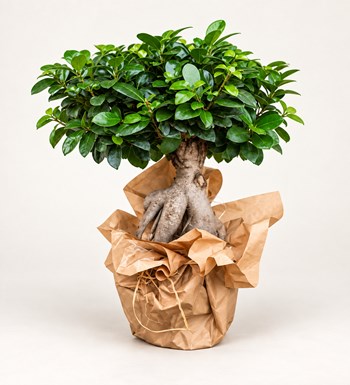 Orta Boy Ficus Bonsai