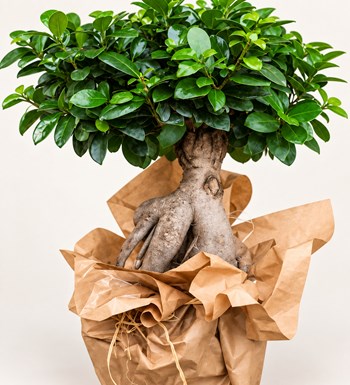 Orta Boy Ficus Bonsai yaprak, gövde ve saksı detay görünümü