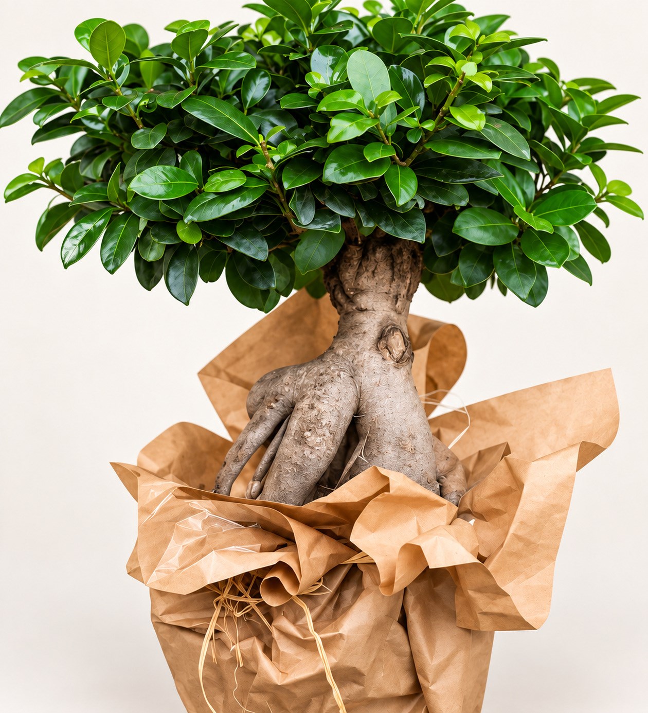 Orta Boy Ficus Bonsai yaprak, gövde ve saksı detay görünümü