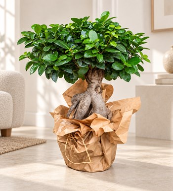Orta Boy Ficus Bonsai yaşam alanında gerçekçi boyut görünümü