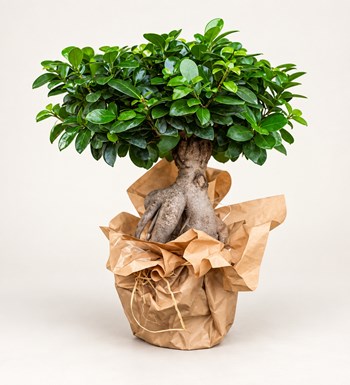 Orta Boy Ficus Bonsai