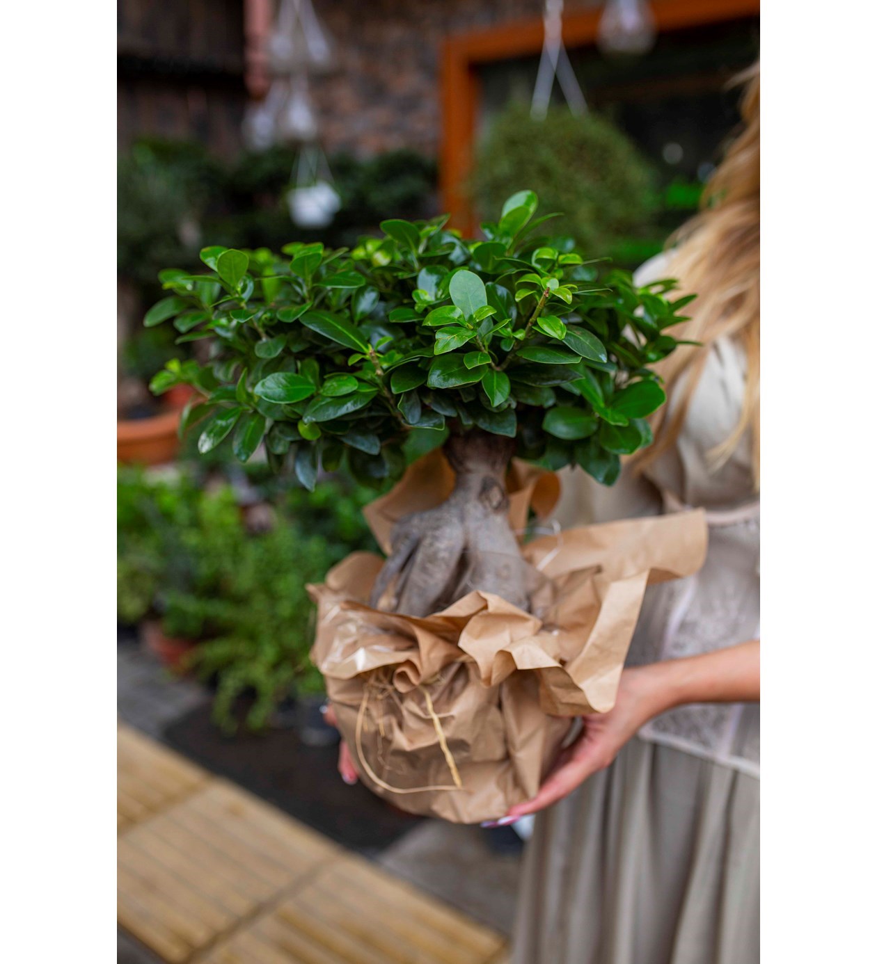 Orta Boy Ficus Bonsai özgün ürün görünümü