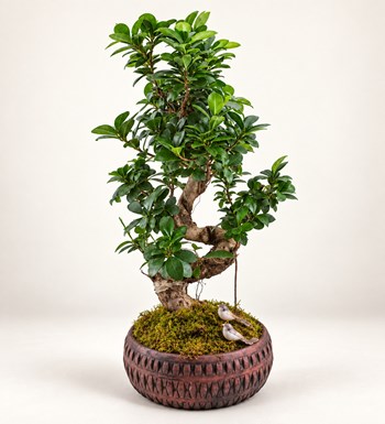 Ficus Bonsai 60 cm