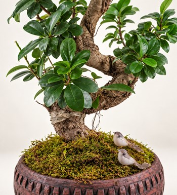 Ficus Bonsai 60 cm yaprak, gövde ve saksı detay görünümü