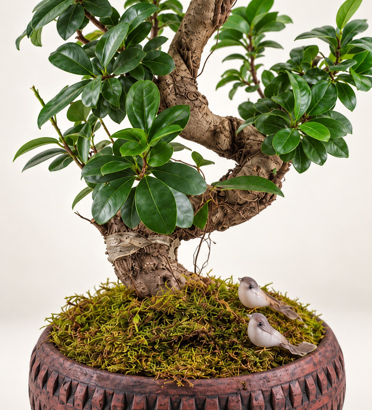 Ficus Bonsai 60 cm yaprak, gövde ve saksı detay görünümü