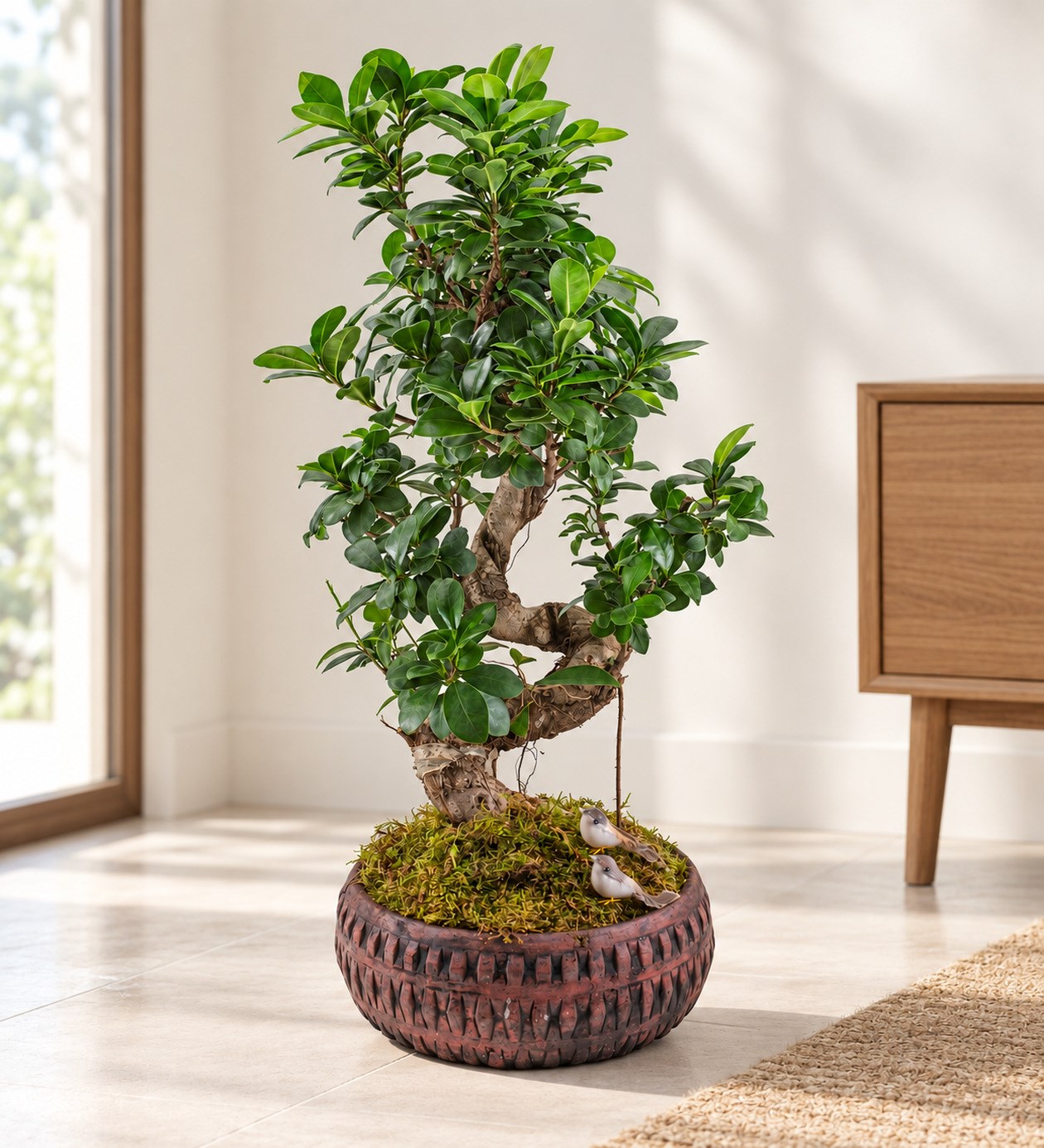 Ficus Bonsai 60 cm yaşam alanında gerçekçi boyut görünümü