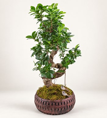 Ficus Bonsai 60 cm