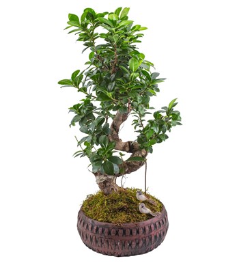 Ficus Bonsai 60 cm özgün ürün görünümü