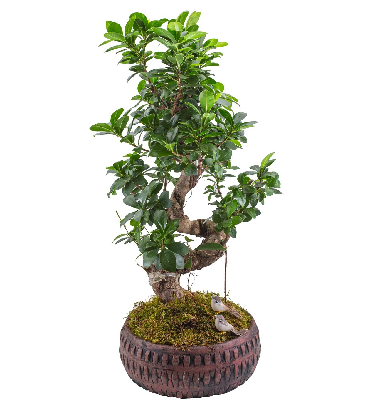 Ficus Bonsai 60 cm özgün ürün görünümü