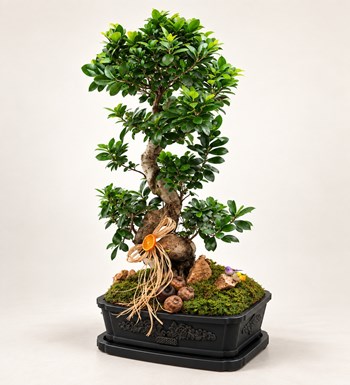 Dekor Vazoda Ficus Bonsai 130 Cm