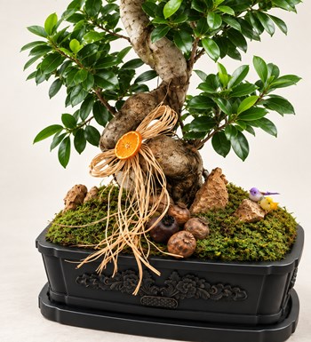 Dekor Vazoda Ficus Bonsai 130 Cm yaprak, gövde ve saksı detay görünümü