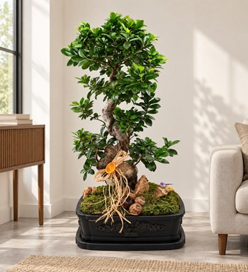 Dekor Vazoda Ficus Bonsai 130 Cm yaşam alanında gerçekçi boyut görünümü