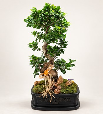 Dekor Vazoda Ficus Bonsai 130 Cm
