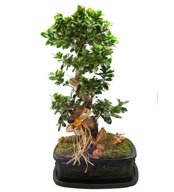 Dekor Vazoda Ficus Bonsai 130 Cm özgün ürün görünümü
