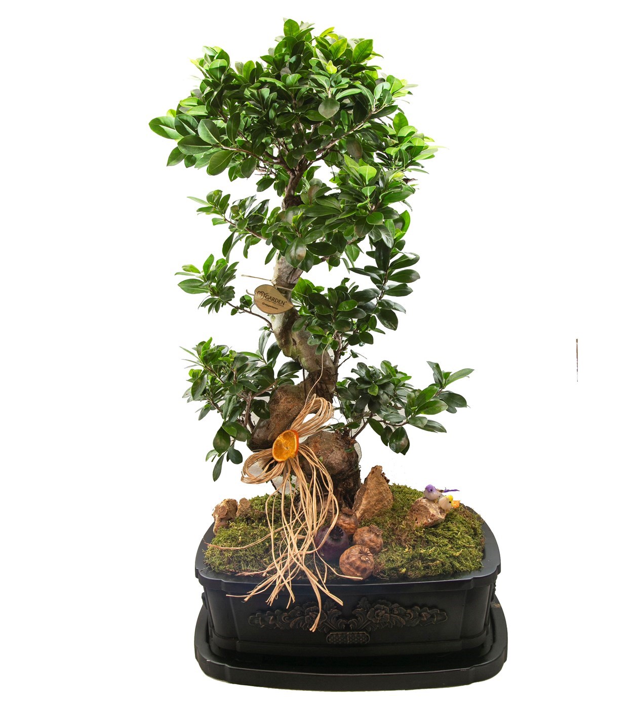 Dekor Vazoda Ficus Bonsai 130 Cm özgün ürün görünümü