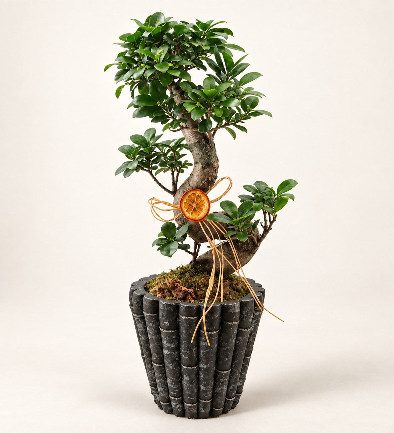 Dekor Vazoda S Ficus Bonsai 60 cm hafif yan açı ürün görünümü