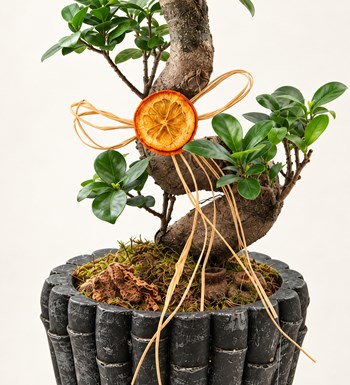 Dekor Vazoda S Ficus Bonsai 60 cm yaprak, gövde ve saksı detay görünümü