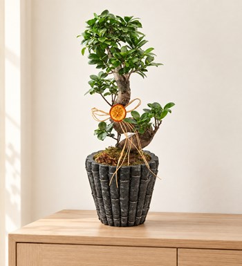 Dekor Vazoda S Ficus Bonsai 60 cm yaşam alanında gerçekçi boyut görünümü