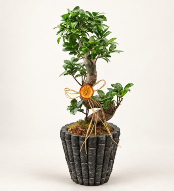 Dekor Vazoda S Ficus Bonsai 60 cm