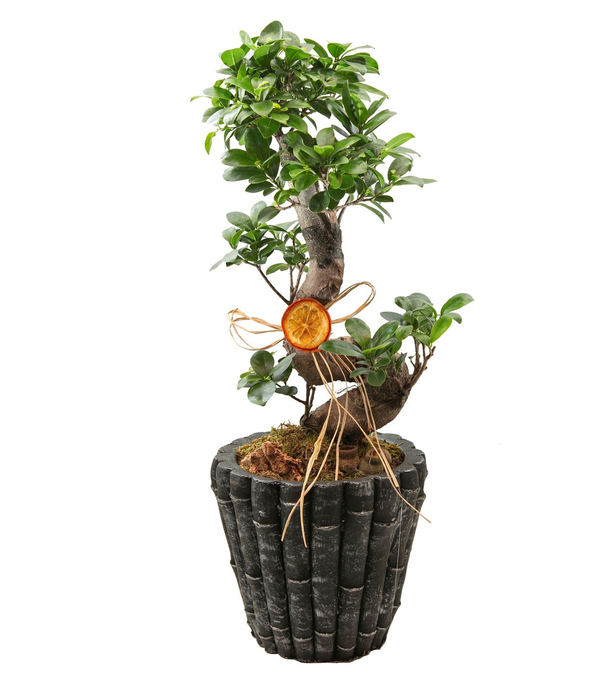 Dekor Vazoda S Ficus Bonsai 60 cm özgün ürün görünümü