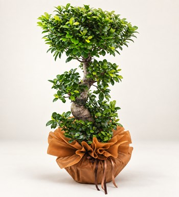 S Bonsai Ficus 100 Cm