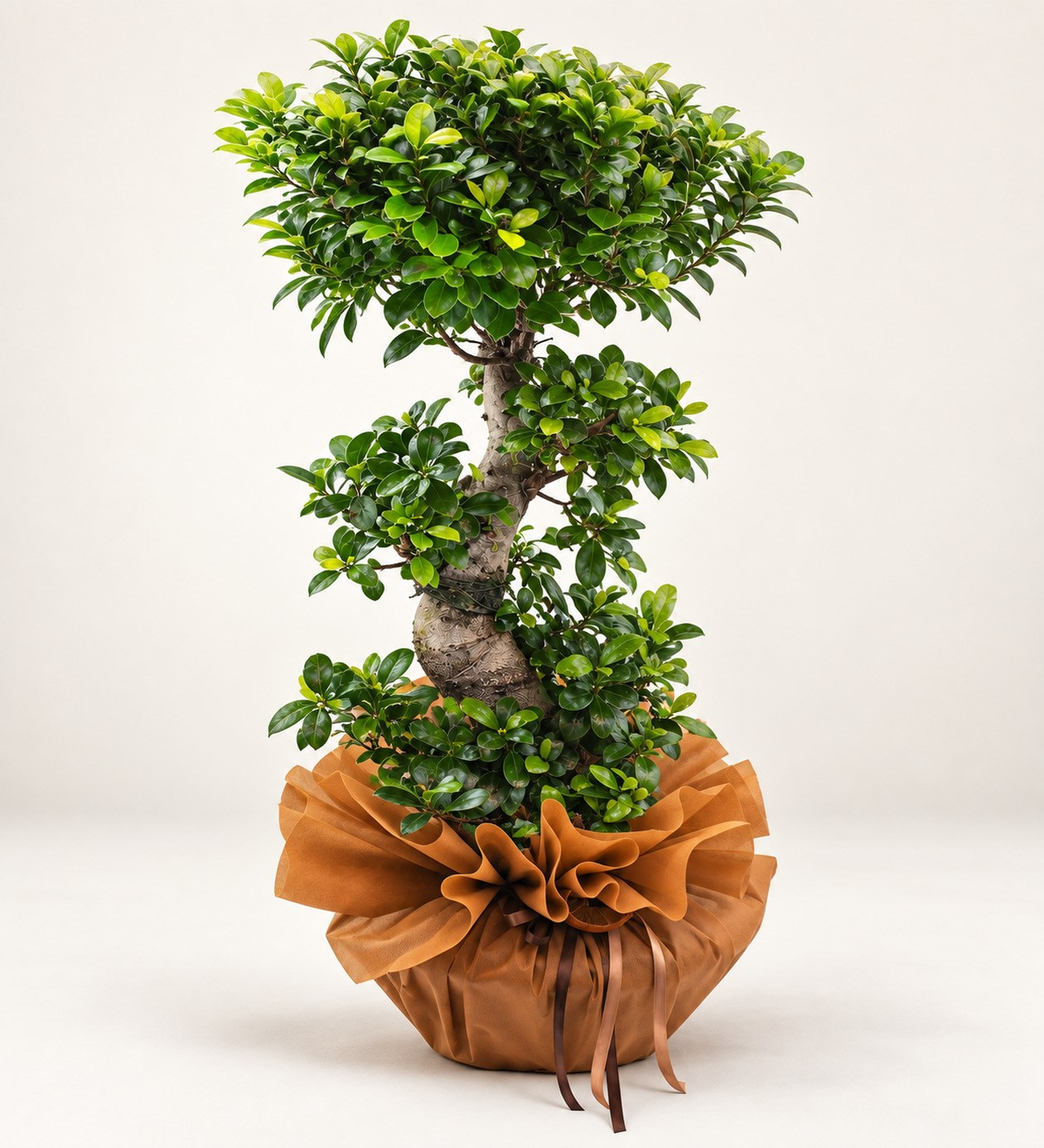 S Bonsai Ficus 100 Cm hafif yan açı ürün görünümü