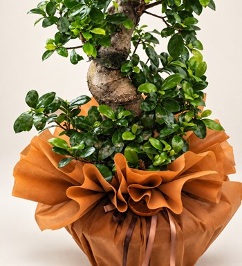 S Bonsai Ficus 100 Cm yaprak, gövde ve saksı detay görünümü