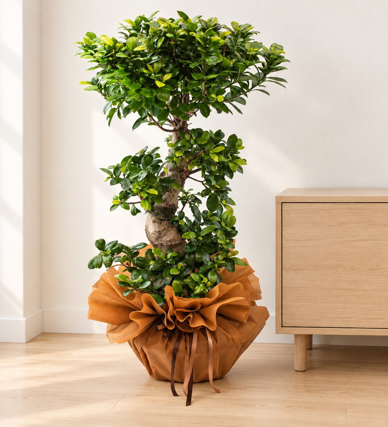 S Bonsai Ficus 100 Cm yaşam alanında gerçekçi boyut görünümü