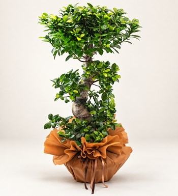 S Bonsai Ficus 100 Cm