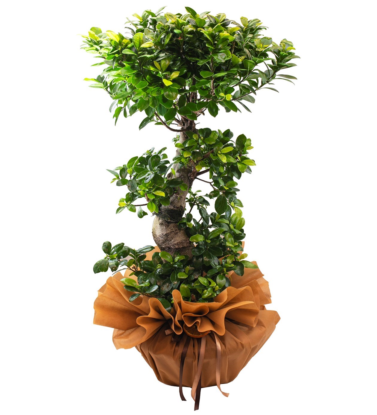 S Bonsai Ficus 100 Cm özgün ürün görünümü