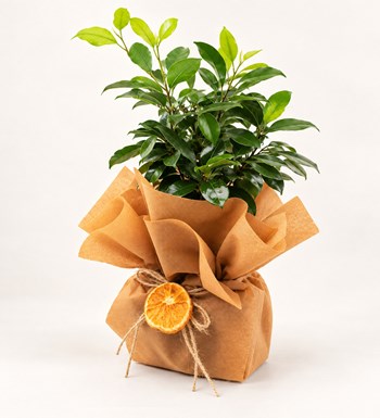 Ficus Bonsai 30 cm